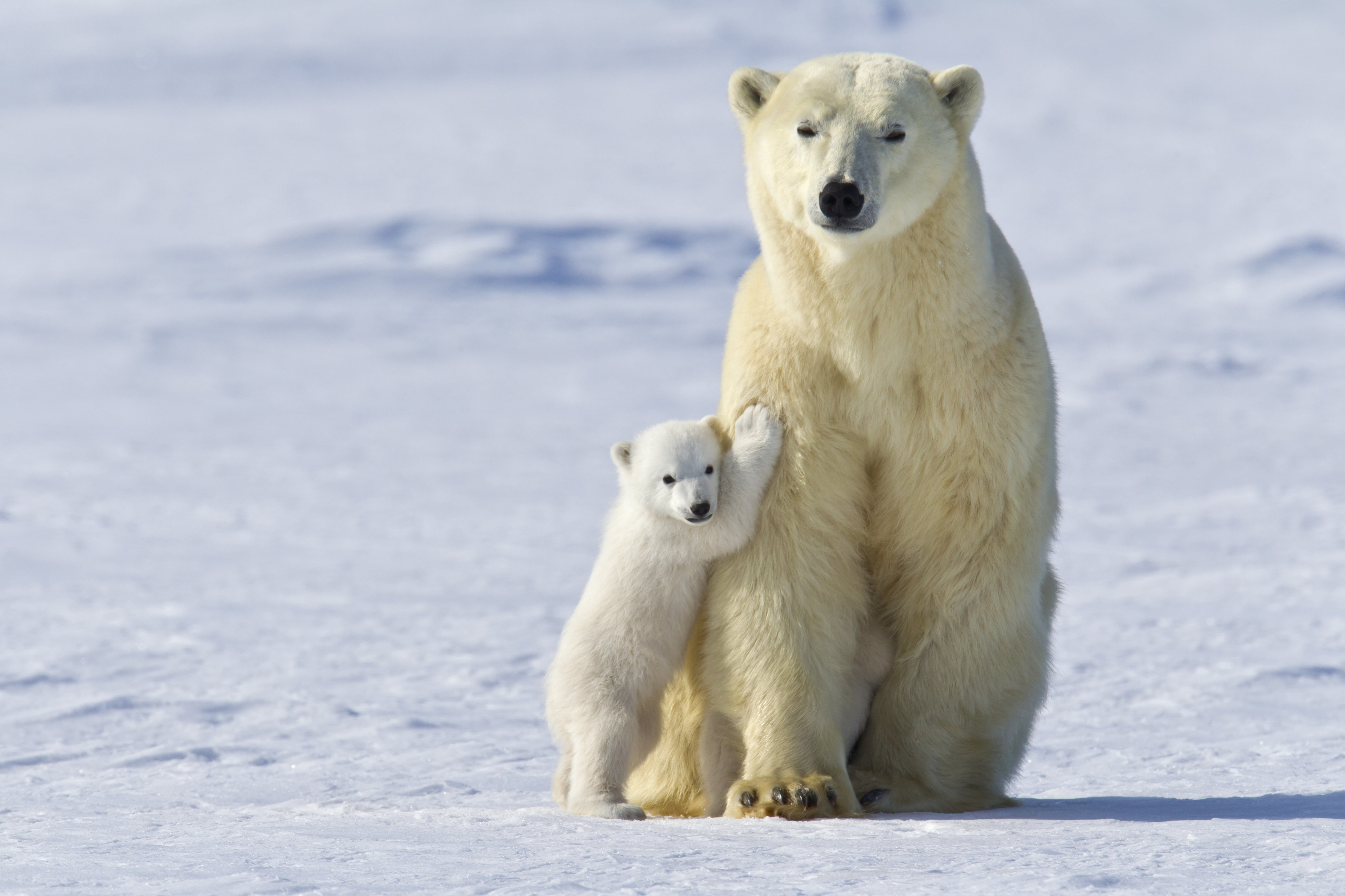 This Is Our Last Chance To Save Polar Bears From Extinction | HuffPost