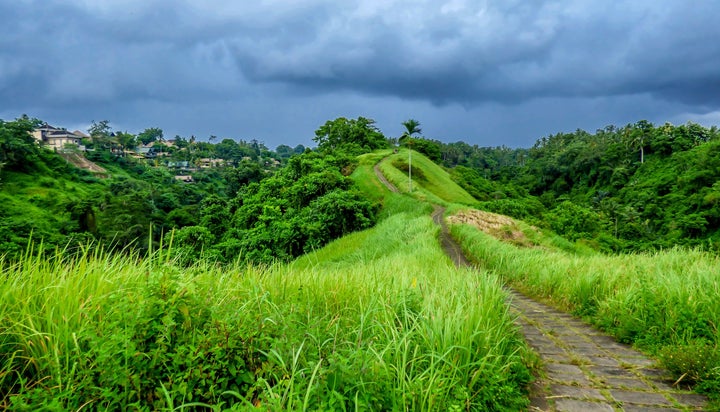 Jungles in Indonesia. 