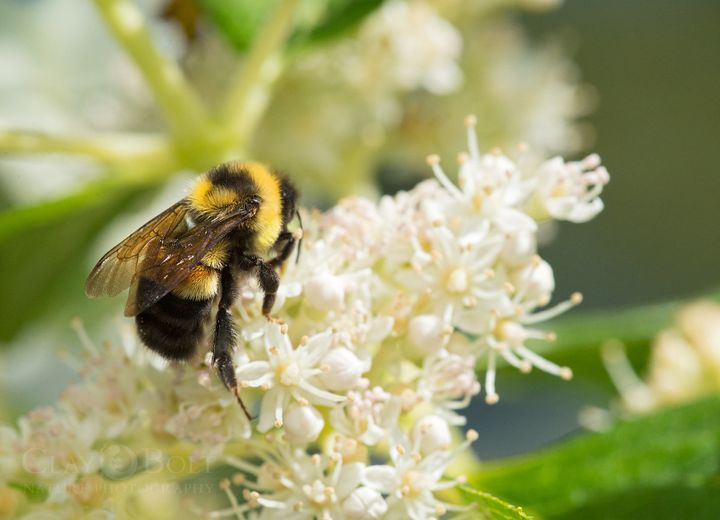A rusty patched bumble bee in a 2015 photo provided by Clay Bolt and the Xerces Society. U.S. officials classified the bee as endangered on Tuesday.