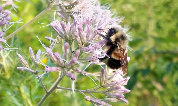 A rusty patched bumble bee in Wisconsin in 2015.