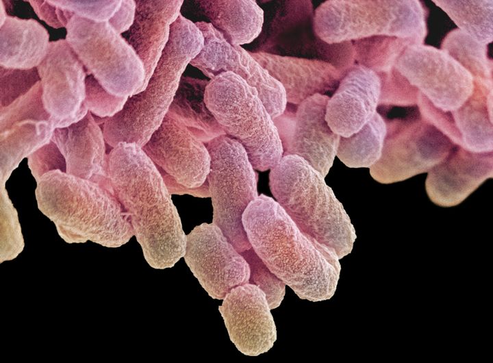 Salmonella can prove dangerous and even fatal for young children, the elderly or others with weakened immune systems.
