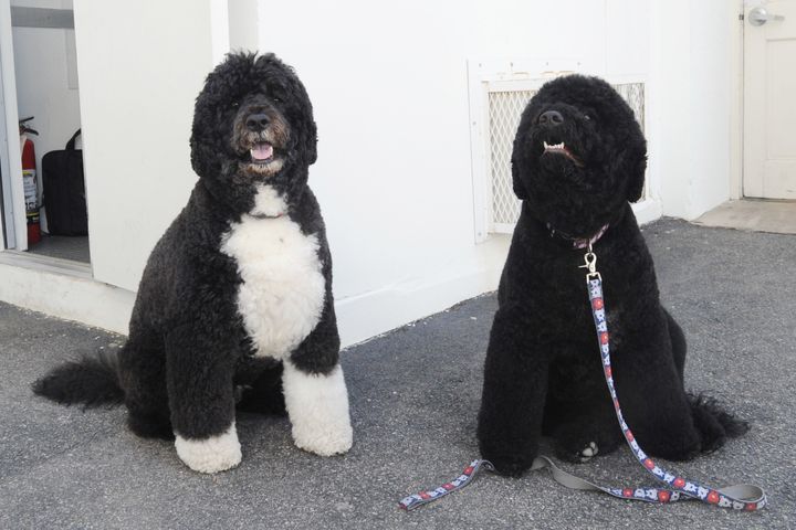 First dogs Bo, left, and Sunny Obama are also moving out of the White House this month.