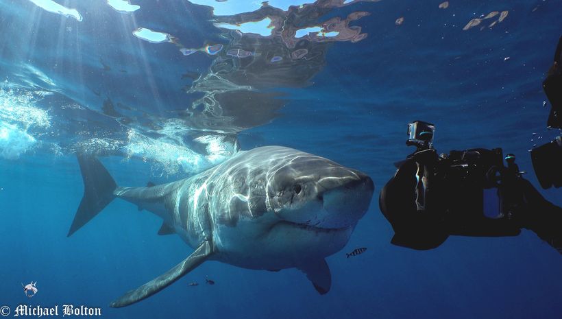 Sharks 101: Dispelling myths around the ocean's most feared fish