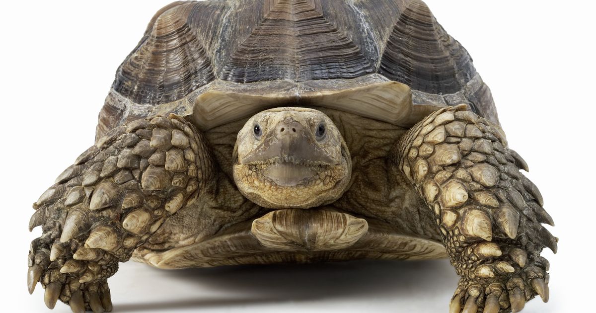 Pet Tortoise Starts House Fire After Knocking Over Heat Lamp | HuffPost ...