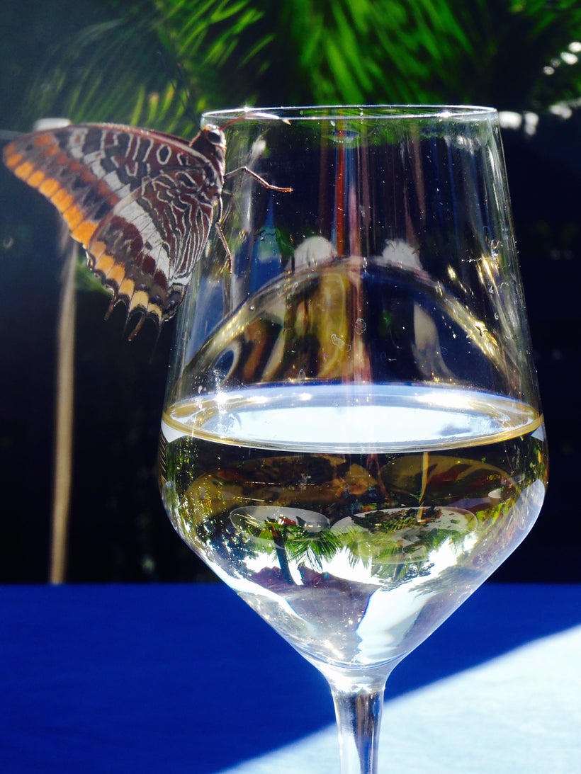 Butterfly joining me for lunch at Palmizana, Hvar