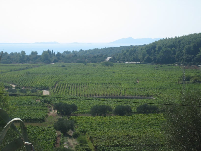 Vineyards, Korčula Island