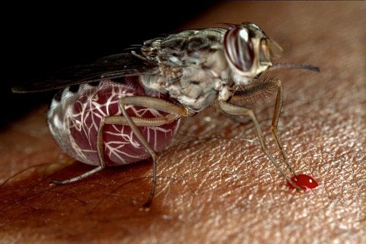 The blood-sucking tsetse fly transmits sleeping sickness to people.