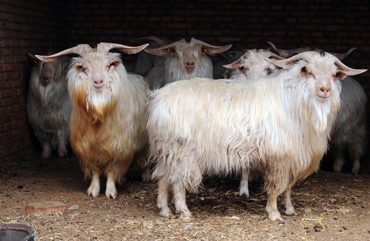 Cashmere goats, aka your future sweaters.