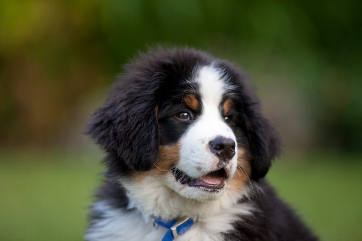 A new study suggests that puppies are more responsive to "baby talk" than neutral speech.