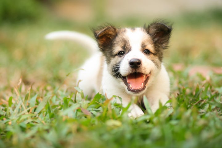 Not filling this article with photos of puppies would just be plain wrong.