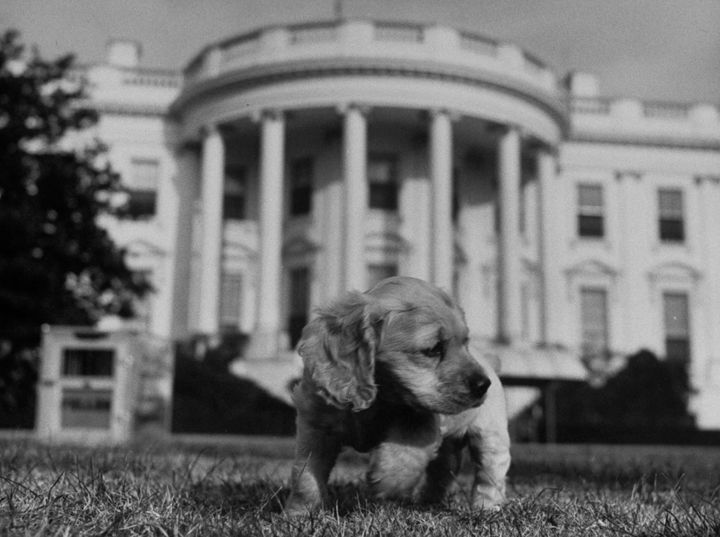 A puppy President Truman probably hated explores the White House Lawn during his administration. The puppy was named Feller.