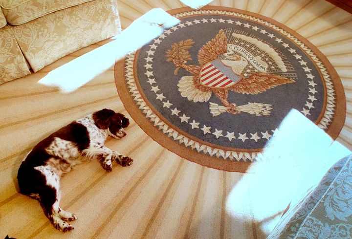Spot, the dog of President George W. Bush and first lady Laura Bush, sleeps inside the Oval Office of the White House on Dec. 20, 2001.