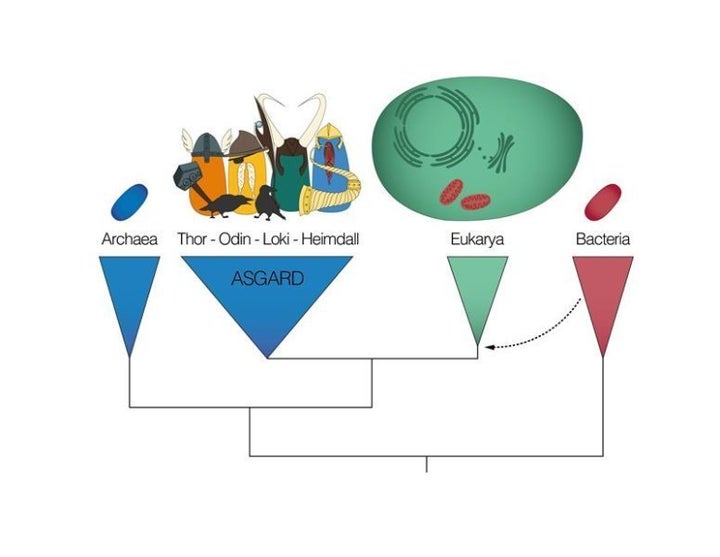 Asgard archaea (named after Norse gods) form a group with the eukaryotes. 