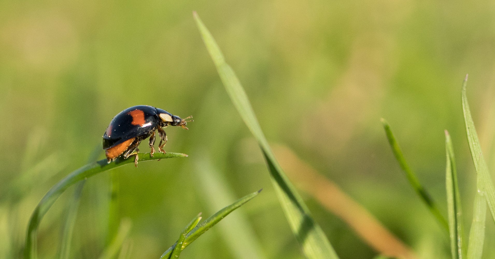 Everything You Need To Know About Getting Rid Of Common Garden Pests