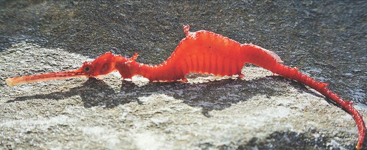 A ruby sea dragon that washed up on the Point Culver cliffs in Western Australia.