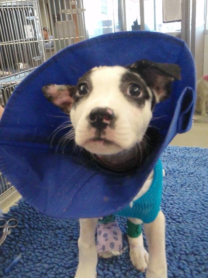 Hex, while undergoing treatment at the Animal Hospital of North Asheville.