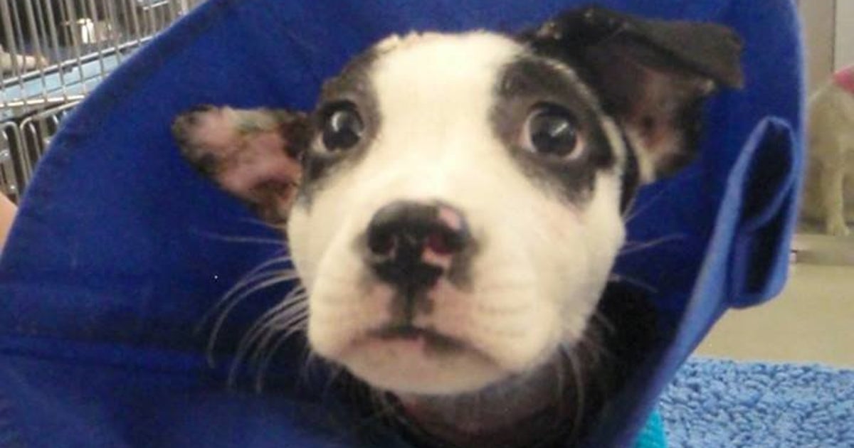 Puppy Reunites With Firefighters Who Pulled Her From Burning House ...
