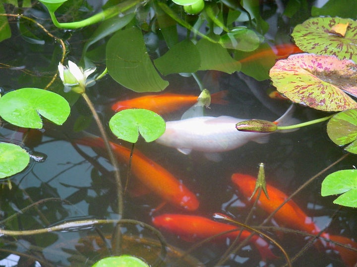 <p><strong><em>“... exhale slowly, the breath is like fishes swimming in a spring pond.”</em></strong></p>