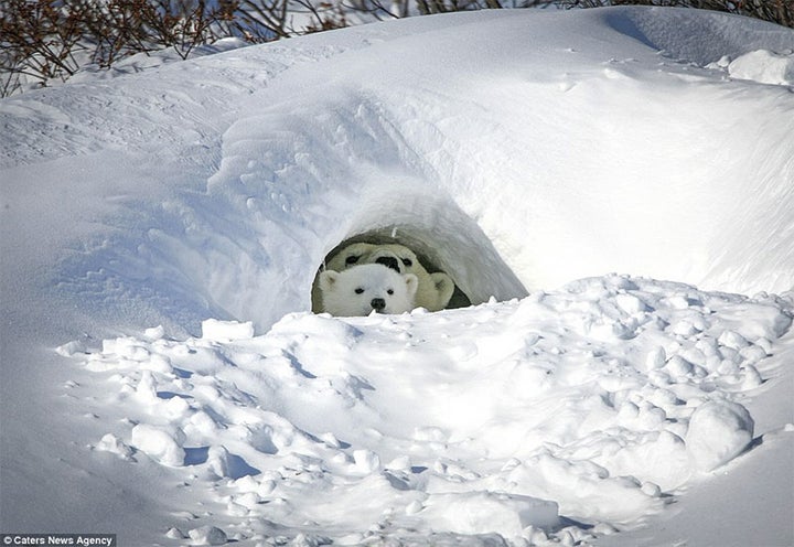 “...inhale slowly, the breath is like hundreds of animals hibernating in the winter. “