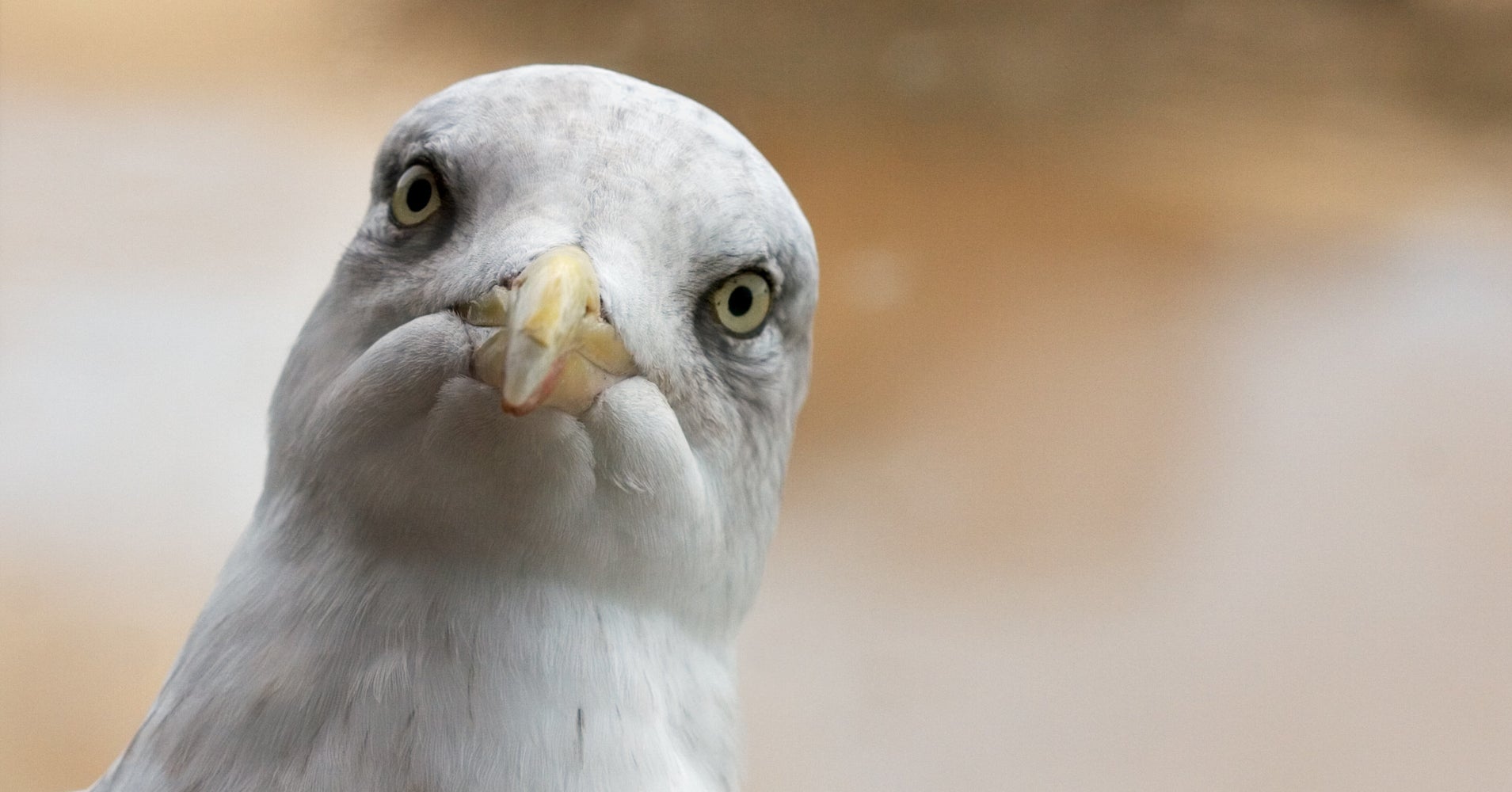 70 000 birds killed to clear new york city flight paths 70 000 birds killed to clear new york city flight paths