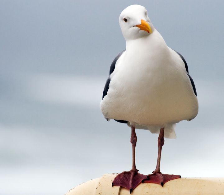 Gulls have been major victims of bird-strike eradication programs.