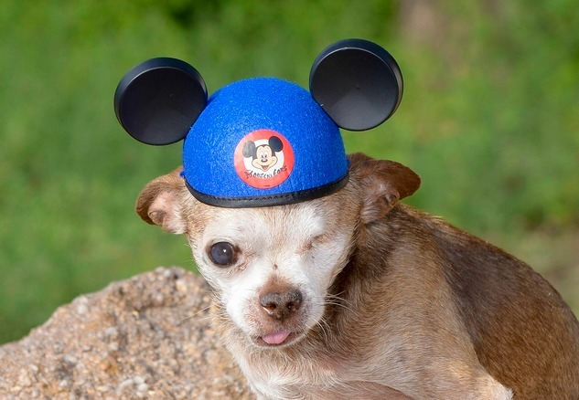 Oscar the outlet blue chihuahua hat