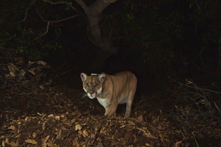 National Park Service photo of the Griffith Park mountain lion known as P-22 is shown in this remote camera image set up on a