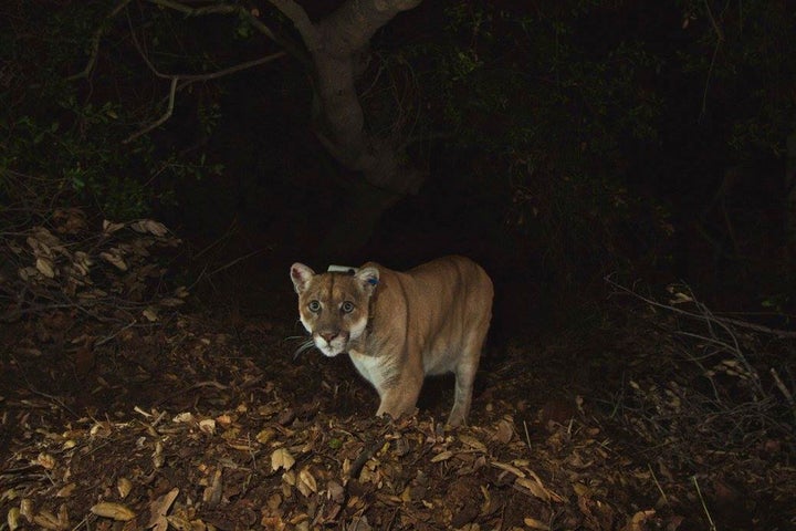 National Park Service photo of the Griffith Park mountain lion known as P-22 is shown in this remote camera image set up on a fresh deer kill in Griffith Park in this November 2014 photo.