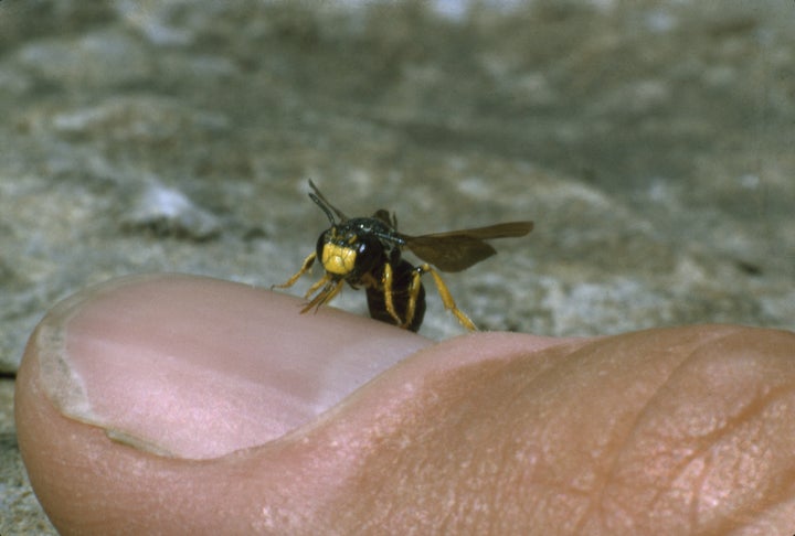 An anesthetized yellow-faced male bee sits on a researcher's thumb, Portal, Arizona.