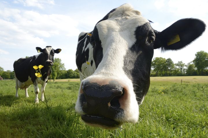 Farm Animals Actually Eat People's Leftovers — And It's Good For The Planet  | HuffPost Impact