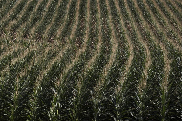 A corn field is seen in DeWitt, Iowa in this July 12, 2012 file photo. The state's agriculture lobby is fighting a lawsuit that could set a new national precedent for farming-related water pollution.