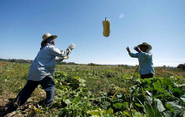 Farm workers harvest squash from the Chino Farm in Rancho Santa Fe, California, U.S. on October 3, 2007