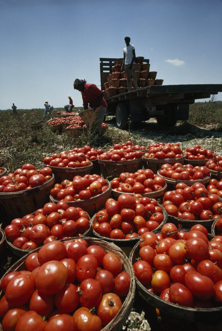 The Coalition of Immokalee Workers is fighting to get tomato pickers better pay and improve their working conditions.