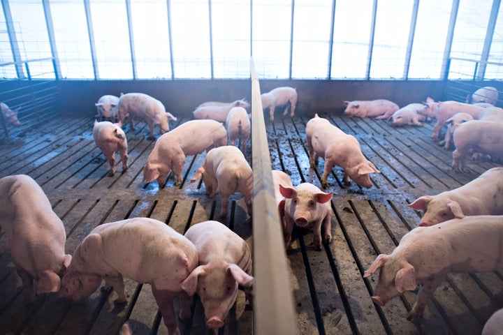 Several-week-old pigs stand in a pen inside a barn at Paustian Enterprises in Walcott, Iowa, November 19, 2014.