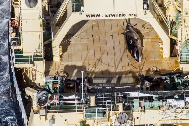 The Japanese ship Nisshin Maru, seen with a dead animal on its deck.