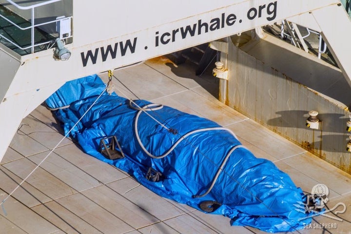 Sea Shepherd said the ship's crew quickly covered the whale after being spotted by a helicopter.