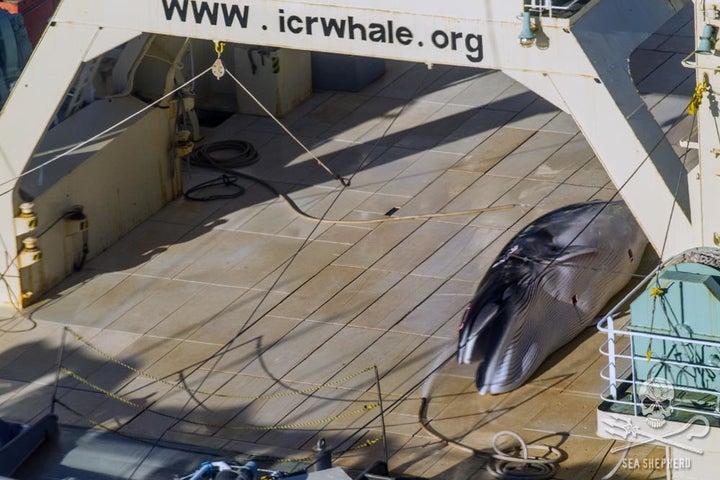 Sea Shepherd said the images released Sunday are the first to show Japan flouting the 2014 international court ruling.