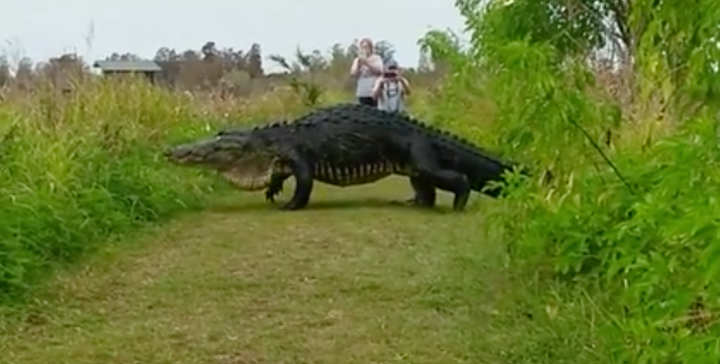 People in Florida got an unexpected treat when this massive alligator crossed their path.