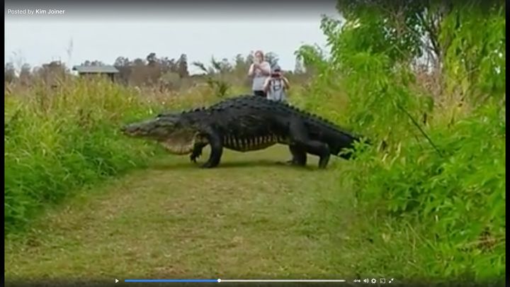 People in Florida got an unexpected treat when this massive alligator crossed their path.