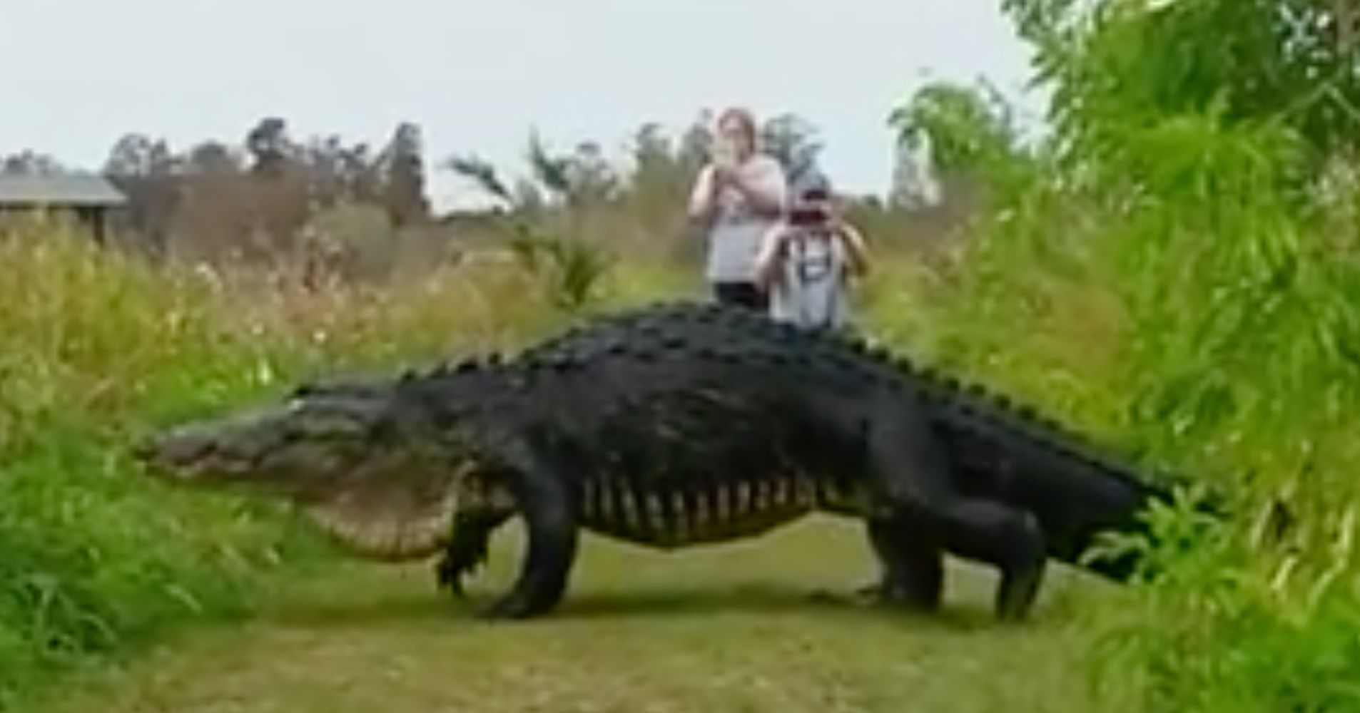 Massive Alligator Stuns Photographers, Proves Just How Wild Florida Is ...