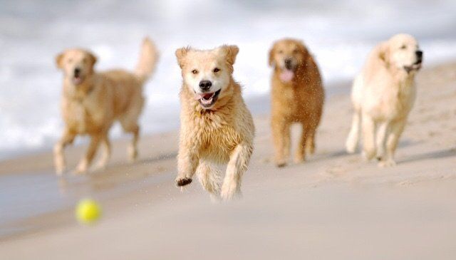 Finn (middle) was always first to his tennis ball, clearly fueled by an endless passion to retrieve.