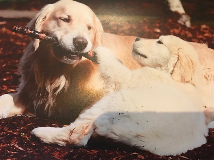 Finn was a loving father, always extra gentle with his favorite stick.