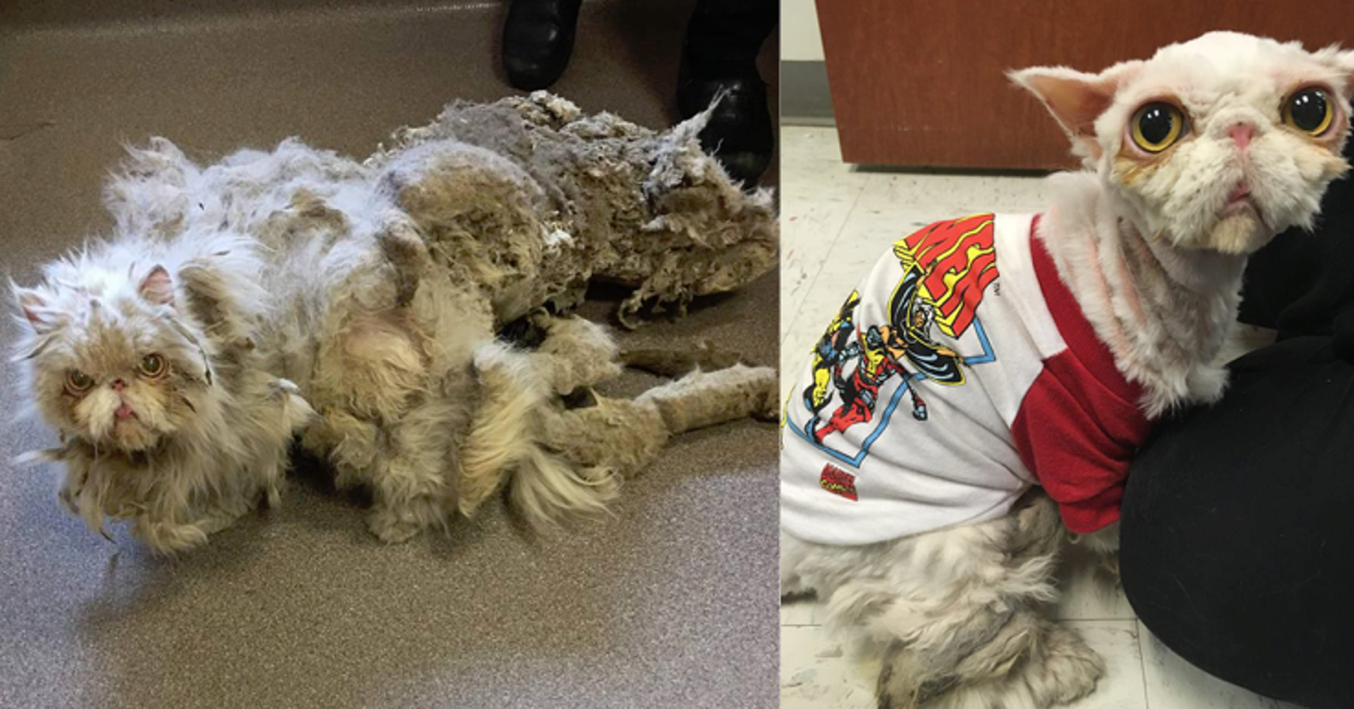 Miserable Cat With 5 Pounds Of Matted Fur Undergoes Incredible