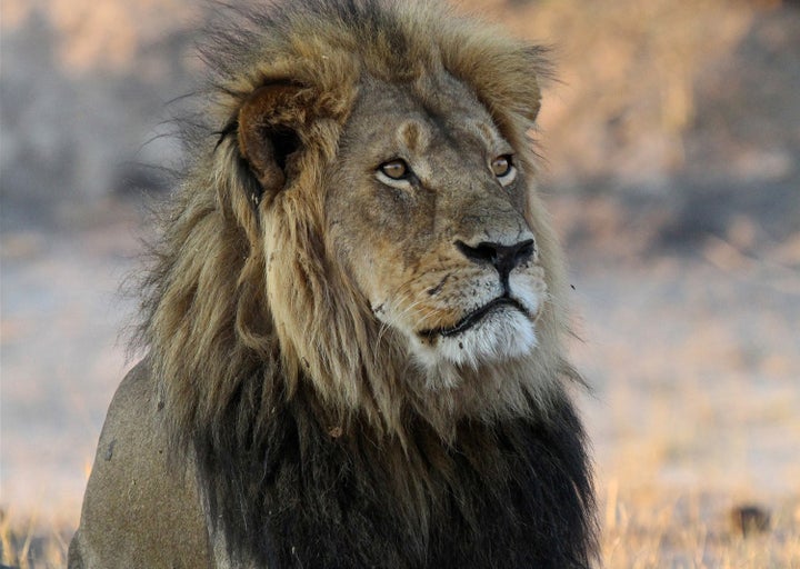 Cecil the Lion in happier days.