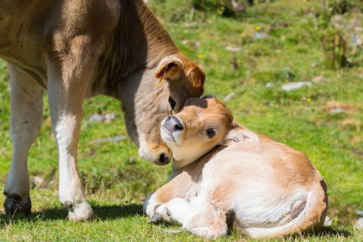 <p>Love between a mother and a child is precious, <a href="https://www.thedodo.com/cow-protects-calf-dairy-farmer-1118757662.html" target="_blank" role="link" rel="nofollow" class=" js-entry-link cet-external-link" data-vars-item-name="no matter the species" data-vars-item-type="text" data-vars-unit-name="587a9870e4b094e1aa9dc6ce" data-vars-unit-type="buzz_body" data-vars-target-content-id="https://www.thedodo.com/cow-protects-calf-dairy-farmer-1118757662.html" data-vars-target-content-type="url" data-vars-type="web_external_link" data-vars-subunit-name="article_body" data-vars-subunit-type="component" data-vars-position-in-subunit="0">no matter the species</a>. </p>