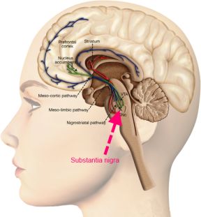 Substantia nigra, in the context of a human head.