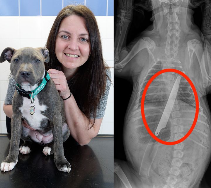 Irene Paisley and her puppy Macie, left, with an X-ray of the 8-inch cook's knife that the dog swallowed at her home in Glasgow, Scotland.
