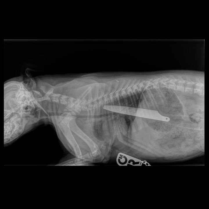X-rays show how the knife became lodged from Macie's gullet, through her stomach and in her intestines.