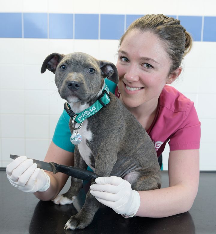 Veterinarian Emily Ronald performed lifesaving surgery on Macie. They are pictured with the knife that the dog swallowed.