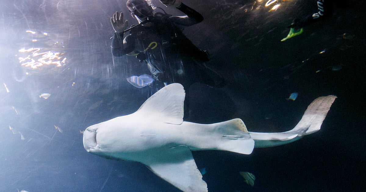 A Shark Has Made History By Switching From Sexual To Asexual Reproduction HuffPost UK Tech